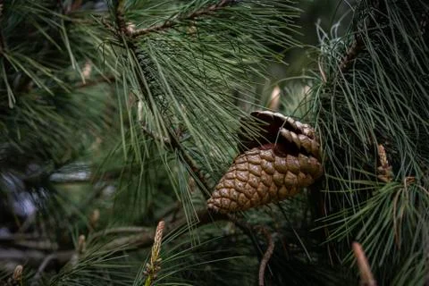 Pinecone on a tree Stock Photos