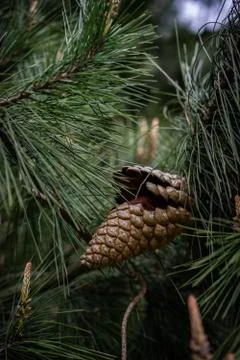 Pinecone on a tree Stock Photos