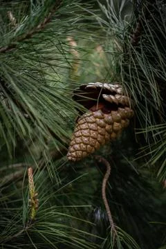 Pinecone on a tree Stock Photos