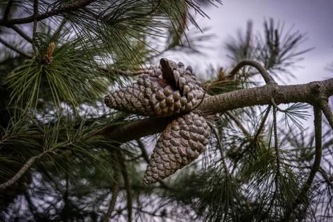 Pinecone on a tree Stock Photos