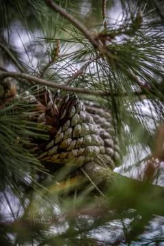 Pinecone on a tree Stock Photos