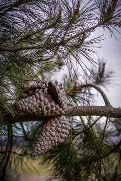 Pinecone on a tree Stock Photos