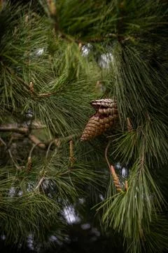 Pinecone on a tree Stock Photos