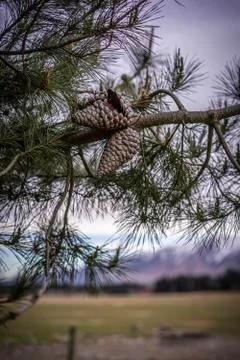 Pinecone on a tree Stock Photos