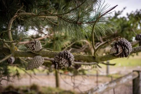 Pinecone on a tree Stock Photos