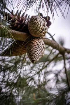 Pinecone on a tree Stock Photos