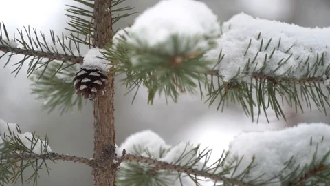 Pinecone on tree with snow Stock Footage 128950624