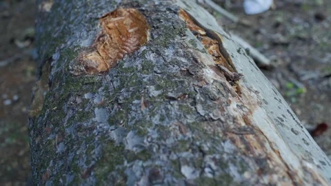 Pinecone tree trunk forest nature close view Stock Footage 345621420