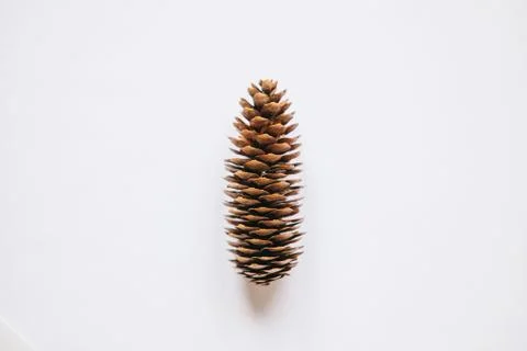 Pinecone on a white background. Stock Photos
