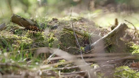 Pinecones and dead wood lying on the ground in the forest Stock Footage 240180187