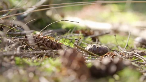 Pinecones and dead wood lying on the ground Stock Footage 240180203