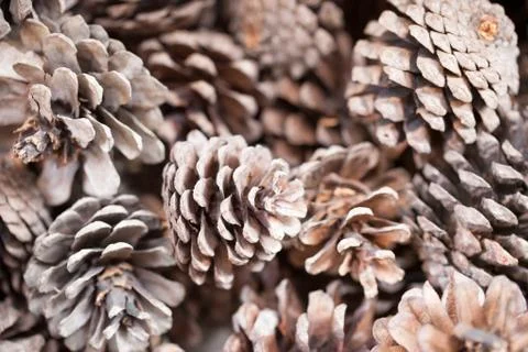 Pinecones background texture for decorations Stock Photos