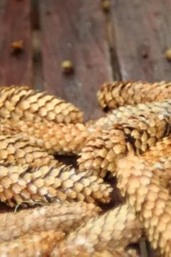 Pinecones on bench up close Stock Photos