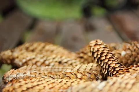 Pinecones on bench in front of frame Stock Photos