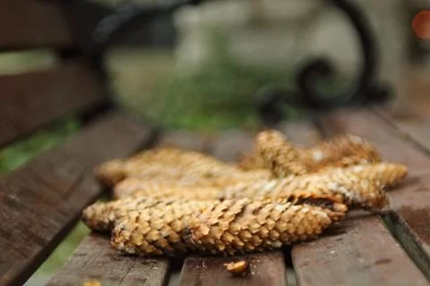 Pinecones on bench in middle of frame Stock Photos