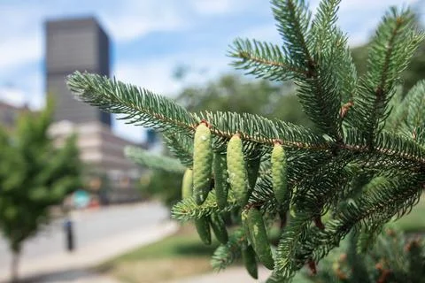 Pinecones with City Scenery Stock Photos