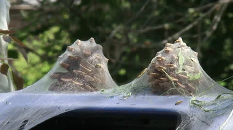 Pinecones covered in silk web of Ermine moth larvae, Yponomeuta evonymella Stock Footage 25631668