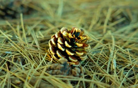 Pinecones fallen from the tree and lying on the ground in a forest Stock Photos