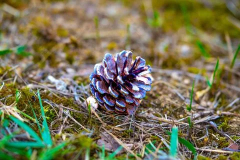 Pinecones fallen from the tree and lying on the ground in a forest Stock Photos