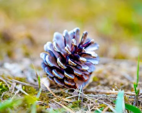 Pinecones fallen from the tree and lying on the ground in a forest 스톡 사진