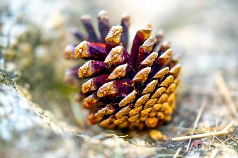 Pinecones fallen from the tree and lying on the ground in a forest Foto stock