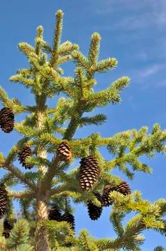 Pinecones in a fir Stock Photos