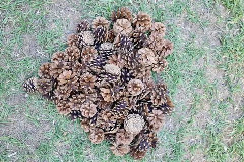 Pinecones grass ground Stock Photos