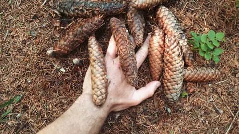 Pinecones on the ground of the forest Stock Footage 115799846