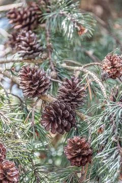 Pinecones hanging from a branch Stock Photos