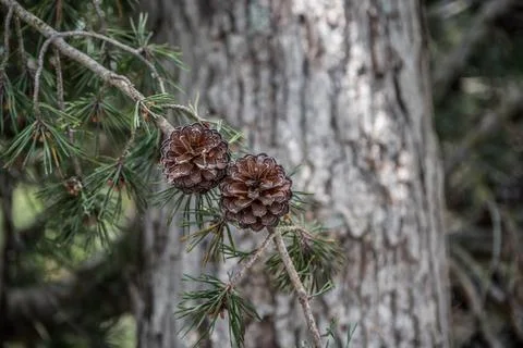 Pinecones hanging on a branch Stock Photos