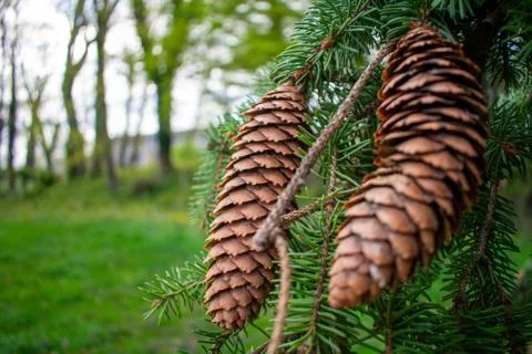 Pinecones Hanging From the Branch of a Pine Tree Stock Photos