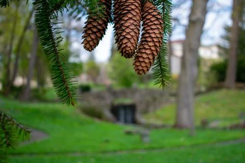 Pinecones Hanging From the Branch of a Pine Tree Stock Photos