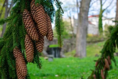Pinecones Hanging From the Branch of a Pine Tree Stock Photos