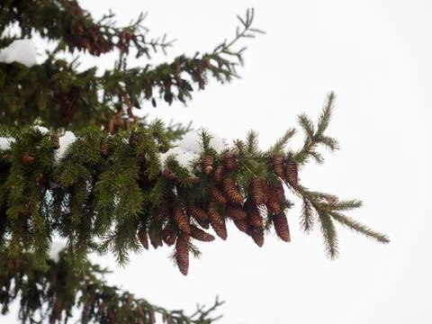 Pinecones hanging from the branches of an evergreen tree. Wooden background. Fotos Stock