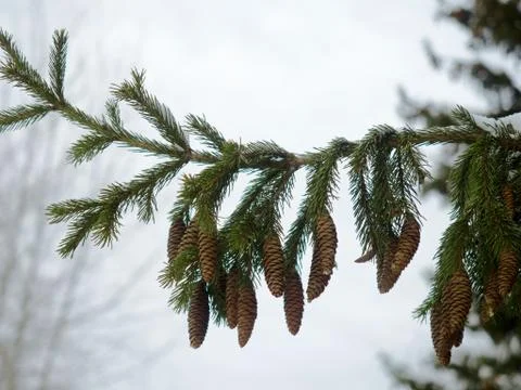 Pinecones hanging from the branches of an evergreen tree. Wooden background. Photos