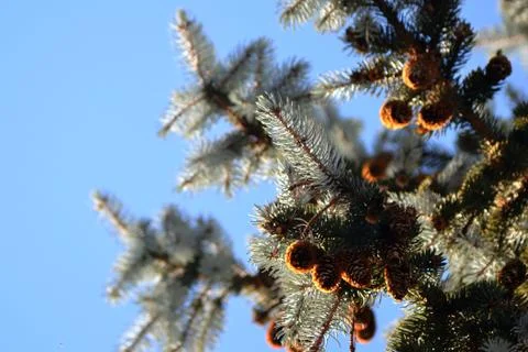 Pinecones hanging from a Pine Tree Stock Photos