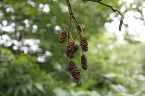 Pinecones hanging from tree branch Stock Photos