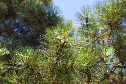 Pinecones outdoors Stock Photos