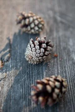 Pinecones Foto stock
