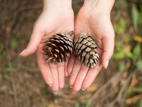 Pinecones Stock Photos