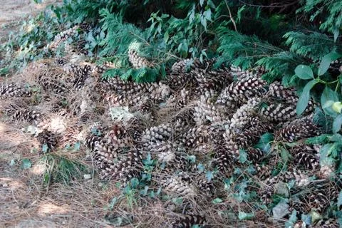 Pinecones Stock Photos