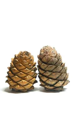 Pinecones Фото