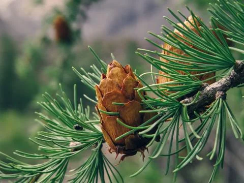 Pinecones Stock Photos
