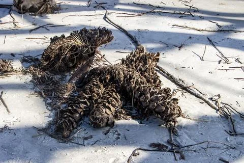 Pinecones Stock Photos