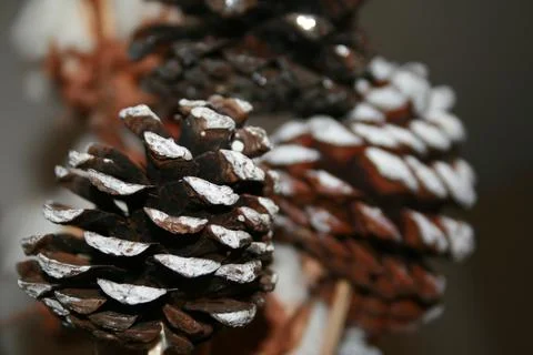 Pinecones Foto stock