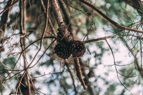 Pinecones in a pine tree covered on spider web with a blured background Stock Photos