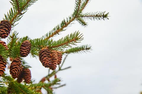 Pinecones on pine tree with empty sky background Foto stock