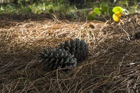 Pinecones resting on a bed of pine needles Foto stock