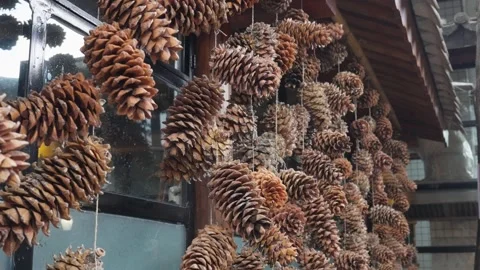 Pinecones in Rustic Outdoor Setting Stock Footage 312449482