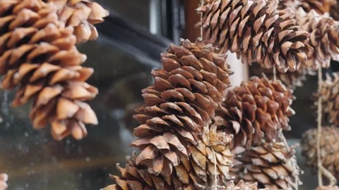 Pinecones in Rustic Outdoor Setting Stock Footage 312449505
